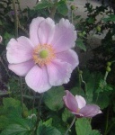 image of flower