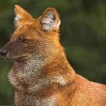 image of animal