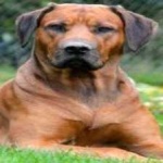 image of animal