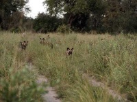 image of african_hunting_dog