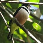 image of bird