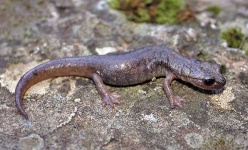 image of common_newt #15