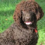 image of american_spaniel #20