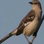 image of bird