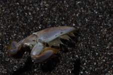 image of animal