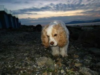 image of cocker_spaniel