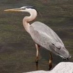 image of bird