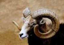 image of bighorn