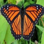 image of animal