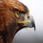 image of bird