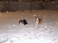 image of shetland_sheepdog