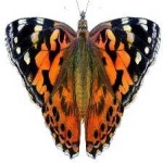 image of painted_butterfly #59