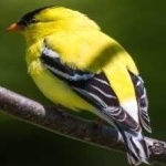 image of bird