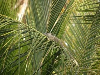 image of common_iguana