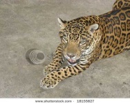 image of jaguar_car