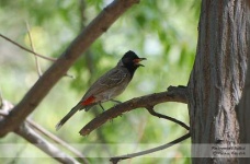 image of bulbul