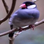 image of bird