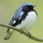 image of bird
