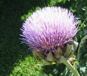 image of artichoke_flower #72