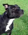 image of staffordshire_bullterrier #1