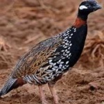 image of black_francolin #10