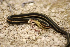 image of thunder_snake