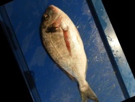 image of fish