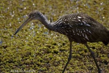 image of limpkin