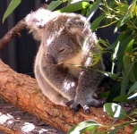 image of koala #24