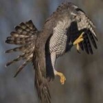 image of bird