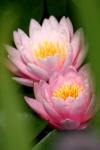 image of flower