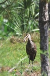 image of limpkin