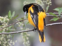 image of oriole