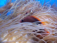 image of anemone_fish
