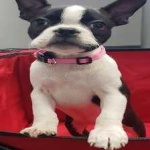 image of boston_terrier #7