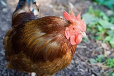 image of cock