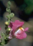 image of flower