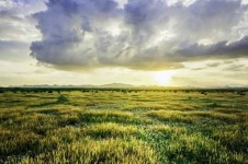 image of grassland