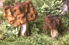 image of gyromitra