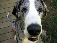 image of great_dane