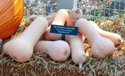 image of butternut_squash #22