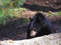 image of american_black_bear