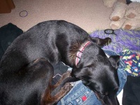 image of doberman