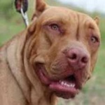 image of animal