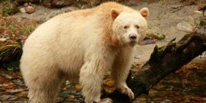 image of animal
