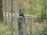 image of quail #13