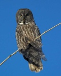 image of great_grey_owl