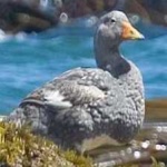 image of bird
