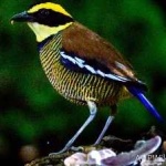 image of bird