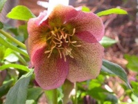 image of flower